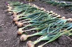 From the Garden: Braiding garlic and pulling onions with the kids