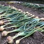 From the Garden: Braiding garlic and pulling onions with the kids