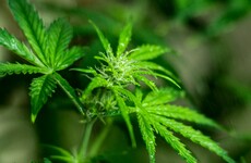 Gardaí discover cannabis worth €400,000 in van abandoned on motorway