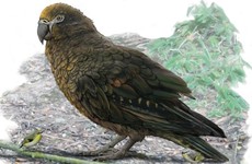 Evidence of 19 million year old 'Herculean' parrot found in New Zealand