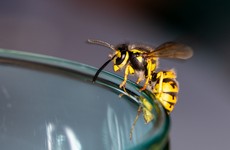 Have we reached 'peak wasp'? Here's what to do if the flying pests are wrecking your buzz