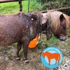 Pony suspected of being used as 'dog bait' fighting for life after rescue