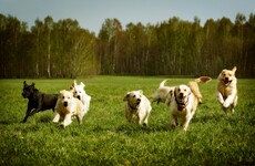 How Irish businesses are cashing in on the 'pet humanisation' boom