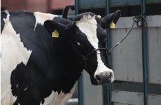 Green Party says we need to reduce the number of cows, farmers call that an 'attack'