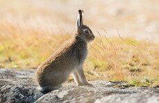 Minister suspends hare coursing licences after deadly rabbit disease discovered in the wild
