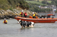 A cow that tumbled out to sea was rescued by a lifeboat crew in Kinsale
