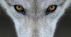 Almost 250 years after the last native wolf was killed, is Ireland ready for the debate about bringing them back?