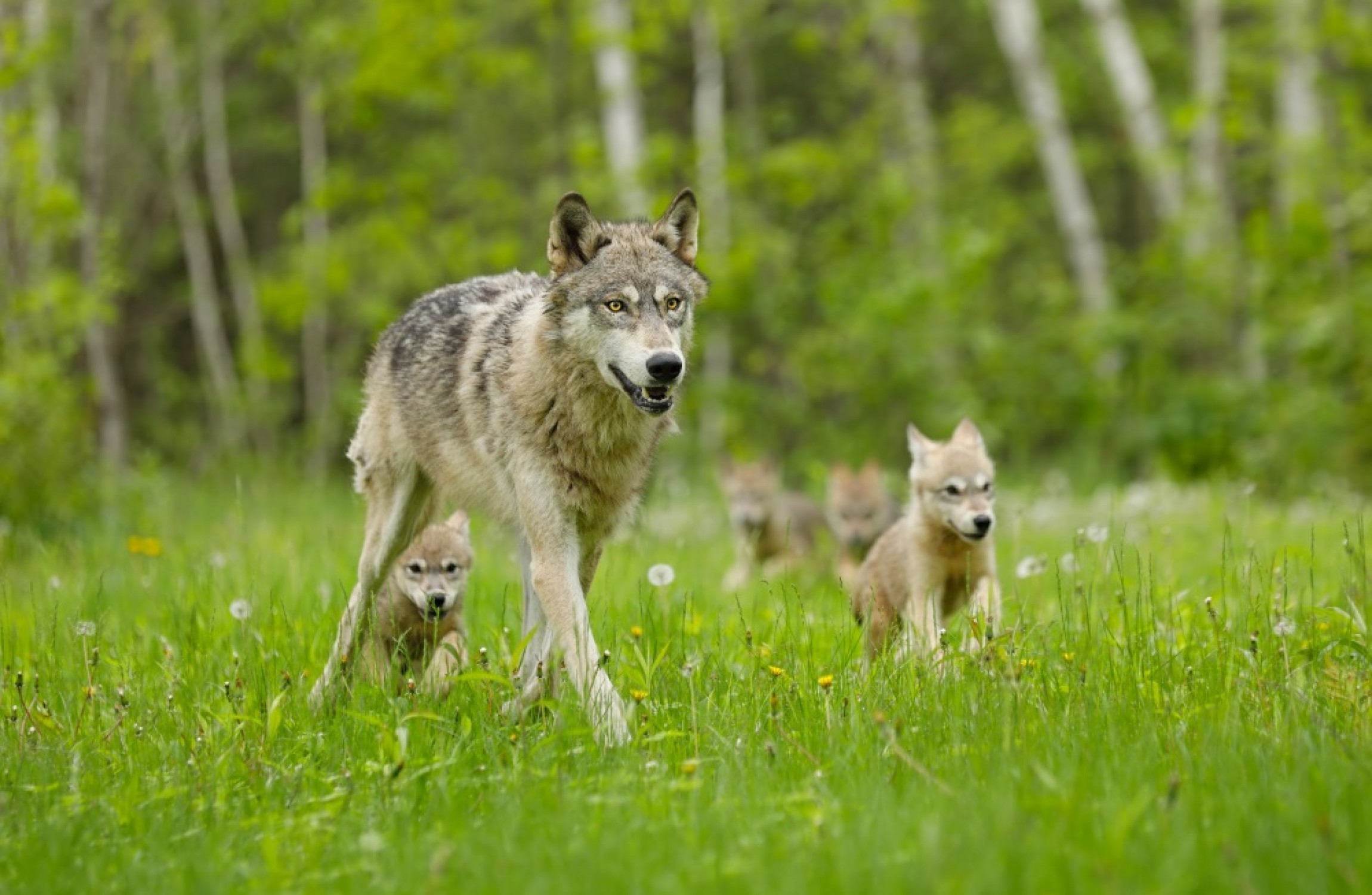 Could Bringing Wolves Back To Ireland Benefit Our Environment And   River