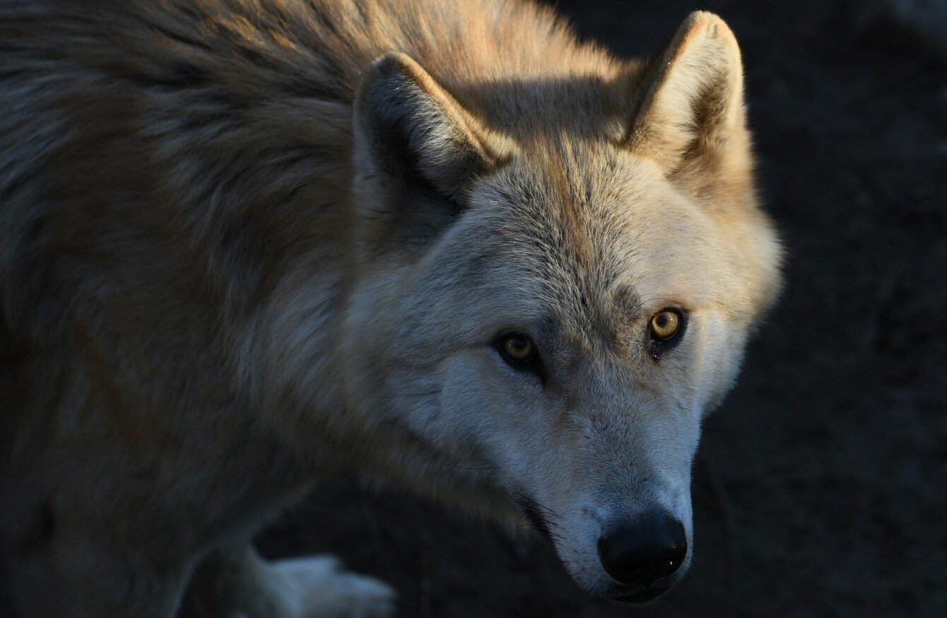 Poll Should Ireland Reintroduce Wolves Thejournal Ie