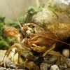 There's an outbreak of crayfish plague in a Kilkenny river