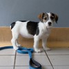 ISPCA seize six Jack Russell puppies with docked tails
