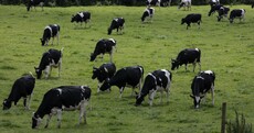 'They're telling us the herd needs to be reduced by 50%': Ireland's farmers and the climate crisis