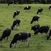 'They're telling us the herd needs to be reduced by 50%': Ireland's farmers and the climate crisis