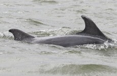 Family of bottlenose dolphins spotted off Kerry coast