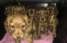 Six Cocker Spaniel puppies seized by DSPCA and Revenue at Dublin Port last night