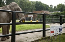 Move over, Paul: Polish victory trumpeted by Citta the elephant