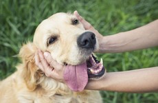 Own a dog? You may have a healthier heart as a result
