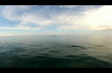 Orca whales filmed off Donegal coast