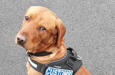 Revenue detector dog James sniffs out over €79,000 at Dublin Port