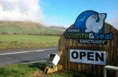 Gardaí investigate after seals' heads nailed to sanctuary gates in Dingle (pics)