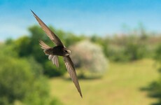 Nesting boxes for swifts being installed at revamped Leinster House