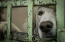 After two years of delays, Cork council to issue tender for dog rehoming service
