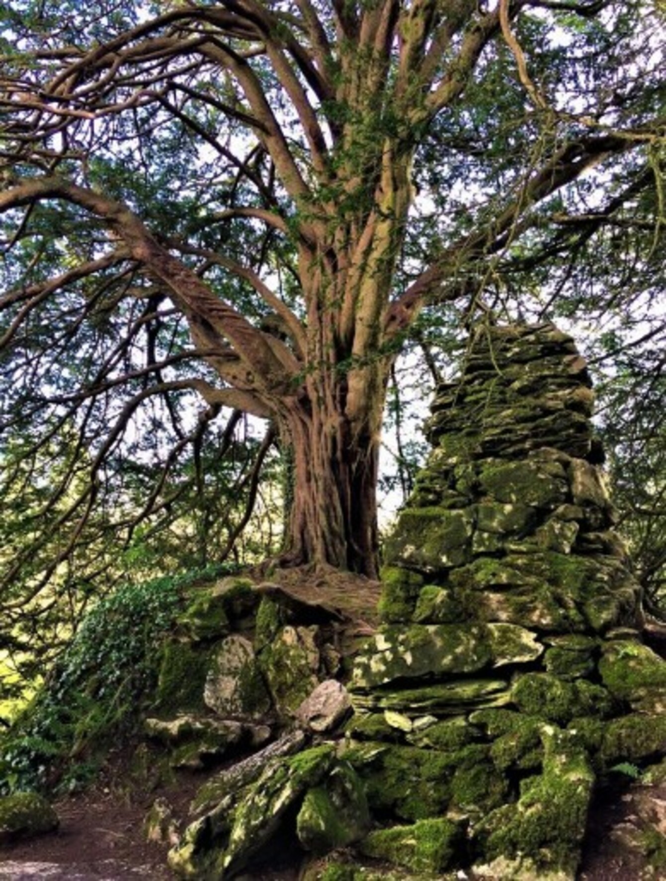 Ireland's Tree of the Year has been announced and it has mythological roots