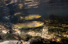 Investigation launched after hundreds of fish found dead in Cork river