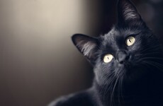 Appeal to fund treatment of cats 'scalded with boiling water' in Limerick