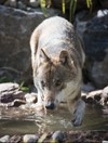 Seven wolves have been released into their 'large and stimulating' new home at Dublin Zoo