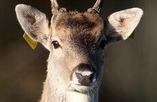State-hired vet shot more than 150 deer in Cork wildlife park over last four years