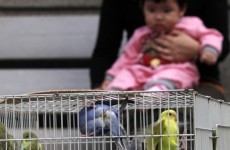 Hong Kong reports first Bird Flu in eight years