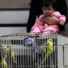 Hong Kong reports first Bird Flu in eight years
