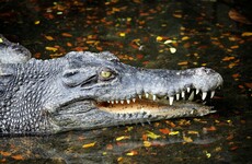 Dried bat, horse's tail and 37 crocodile teeth - the strange items people try to smuggle into Ireland