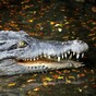 Dried bat, horse's tail and 37 crocodile teeth - the strange items people try to smuggle into Ireland