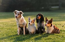 A mysterious disease has killed 'dozens' of dogs in Norway in recent days