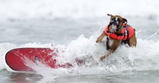 In pictures: Dogs ride waves in surf competition