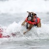 In pictures: Dogs ride waves in surf competition