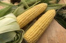 From the Garden: When it comes to harvesting and eating sweetcorn... timing is everything