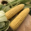 From the Garden: When it comes to harvesting and eating sweetcorn... timing is everything
