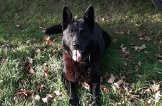Arrest: Garda dog locates man in his 20s as gardaí probe Cork city burglaries