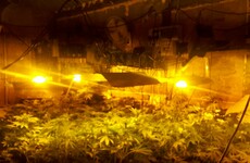 Gardaí seize €90k worth of cannabis from Limerick growhouse