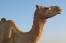 Al-Qaeda affiliate offers 10 camels as bounty on Obama