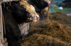 Farmers in west, mid-west and midlands 'set to be worst hit by Brexit'