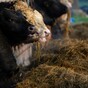 Farmers in west, mid-west and midlands 'set to be worst hit by Brexit'