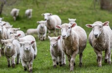 Knackeries across the country to  'resume operations' following Department of Agriculture talks