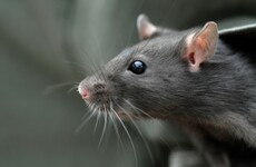 Leinster House bosses were warned Dáil rats were stealing chocolate 6 weeks before bar shut