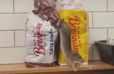 Dublin Applegreen store temporarily closed down following rat sighting