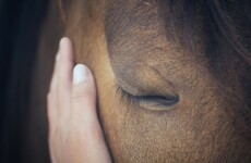 'It's a waste of animals' lives': A new film looks at why 2,000 horses are killed by Irish councils every year