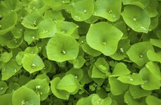 From the Garden: Succulent and almost-meaty to eat... Claytonia is a real alternative to spinach